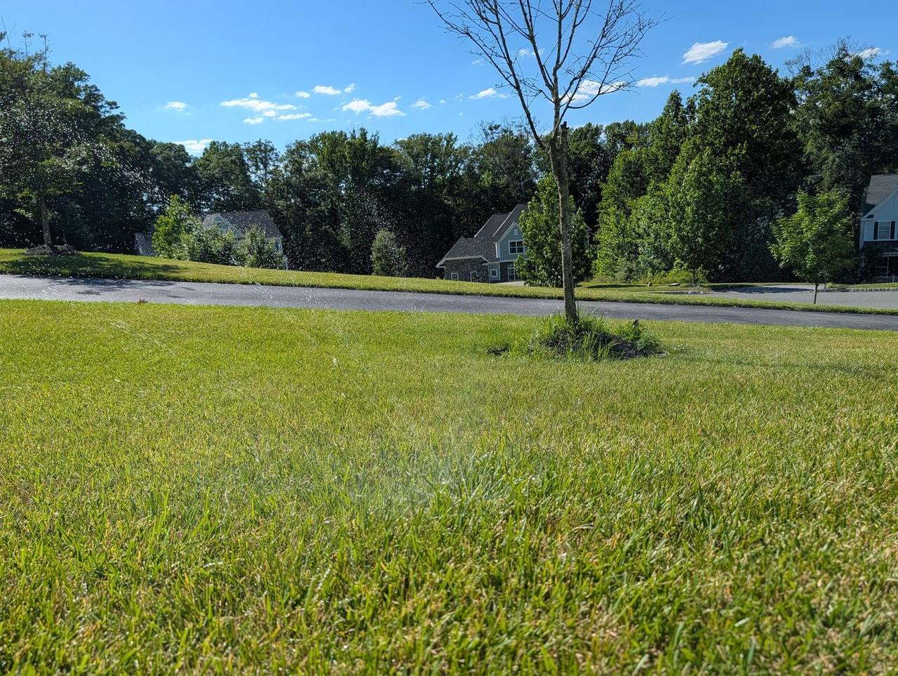 A broad, freshly watered green front lawn with a young tree under a clear blue sky in Delaware County, PA